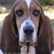 Photo de Basset hound