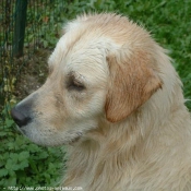 Photo de Golden retriever