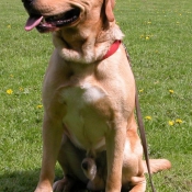 Photo de Labrador retriever