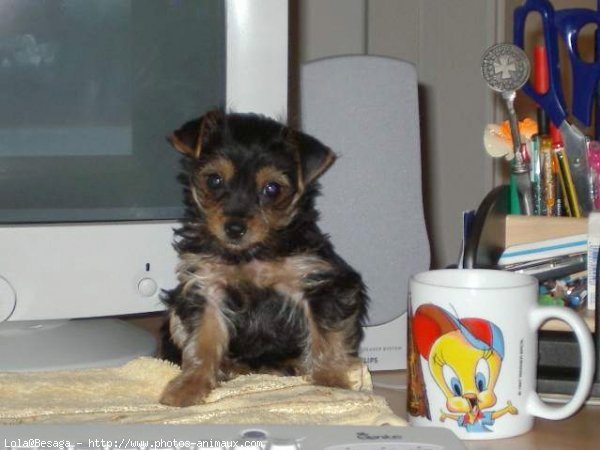 Photo de Yorkshire terrier