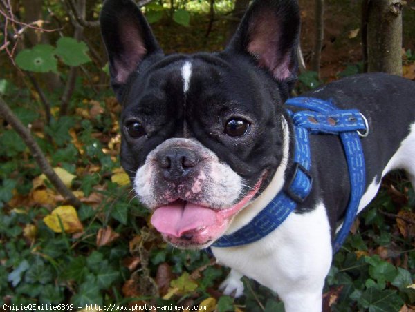 Photo de Bouledogue franais