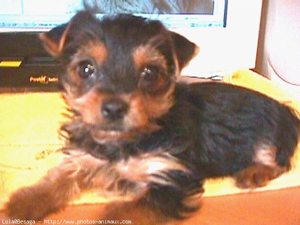 Photo de Yorkshire terrier