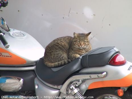 Photo De Ne Sais Pas Chat Motard N Sur Photos Animaux Com