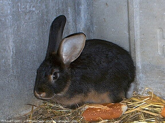 Photo de Lapin