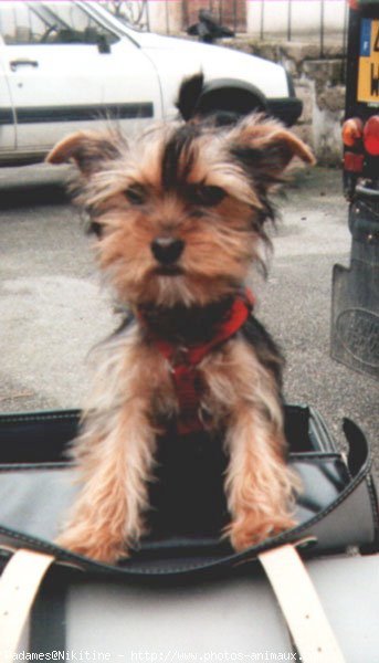 Photo de Yorkshire terrier