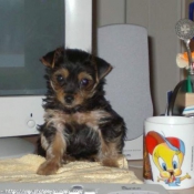 Photo de Yorkshire terrier