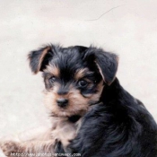 Photo de Yorkshire terrier