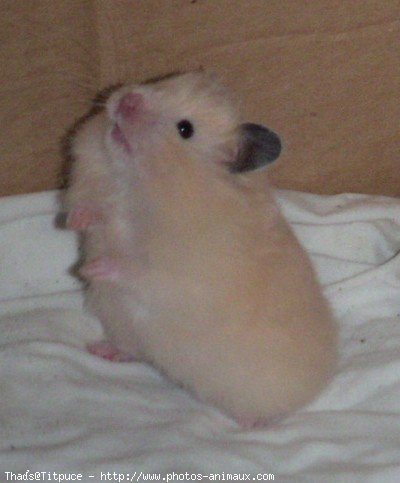 Photo de Hamster