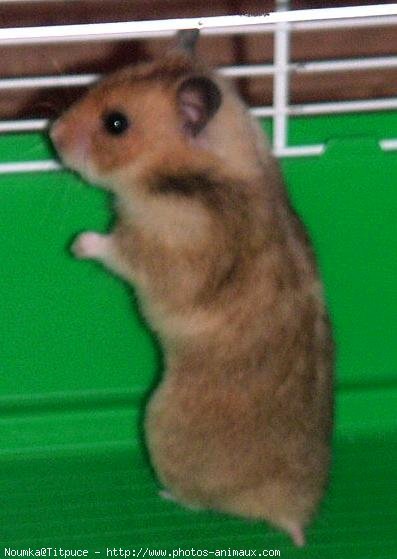 Photo de Hamster