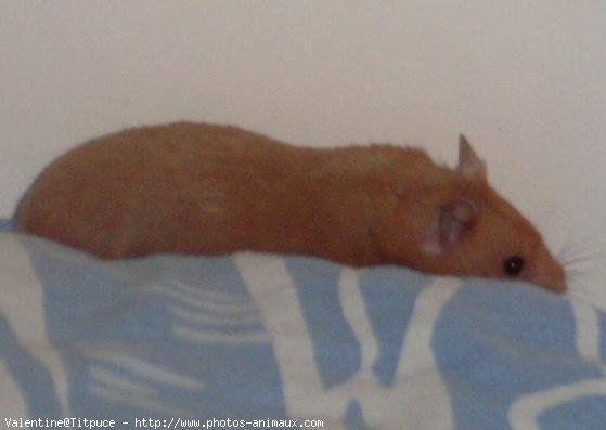 Photo de Hamster