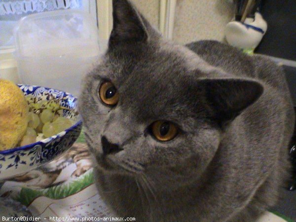 Photo de Chartreux