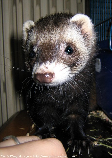 Photo de Furet