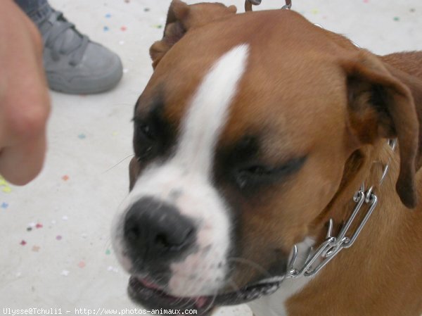 Photo de Boxer