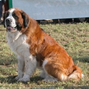 Photo de Saint-bernard poil long