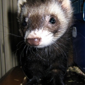 Photo de Furet