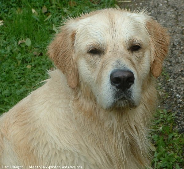 Photo de Golden retriever