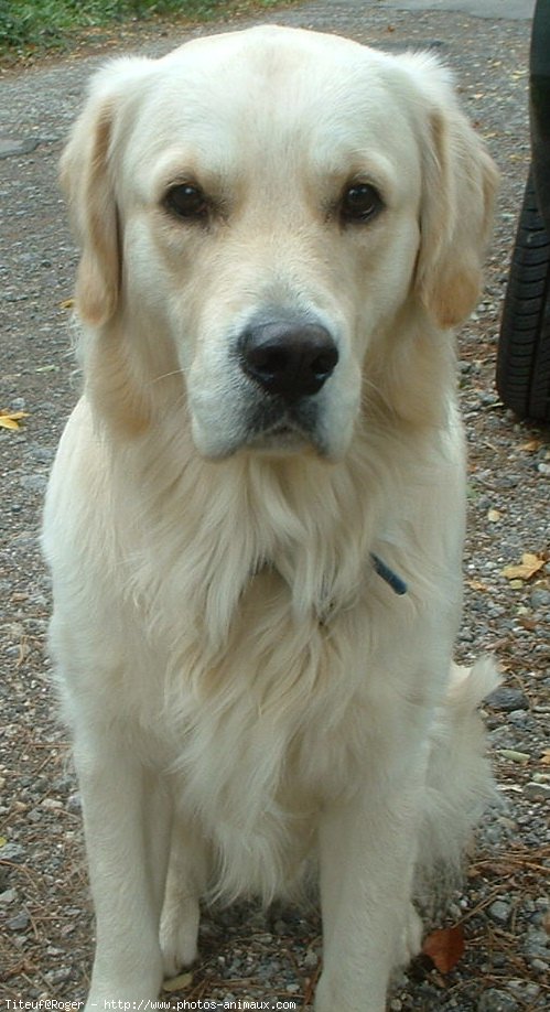 Photo de Golden retriever