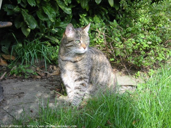 Photo de Chat domestique