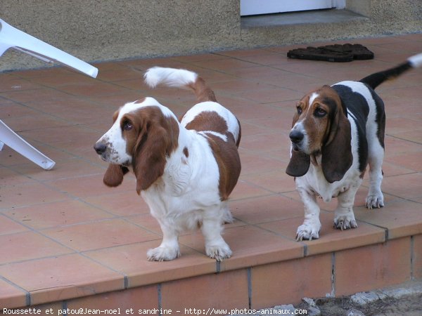 Photo de Basset hound