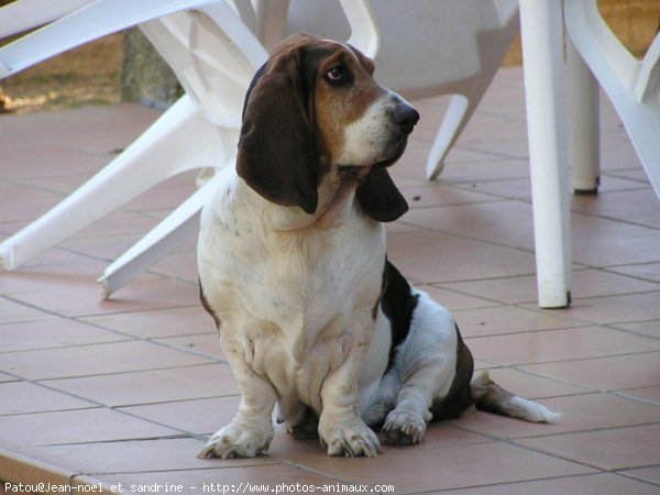 Photo de Basset hound