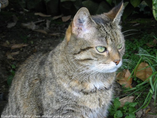 Photo de Chat domestique