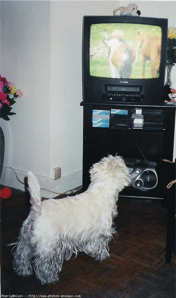 Photo de West highland white terrier