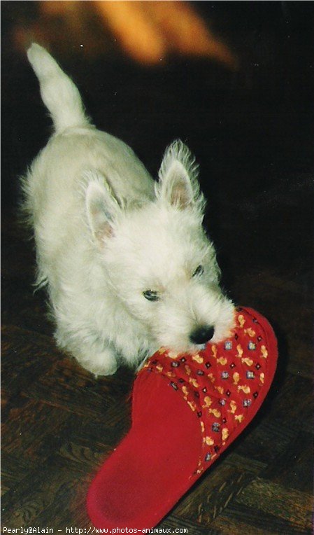 Photo de West highland white terrier