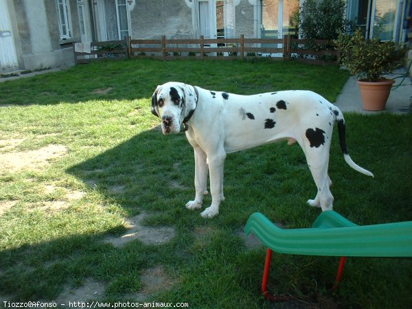 Photo de Dogue allemand