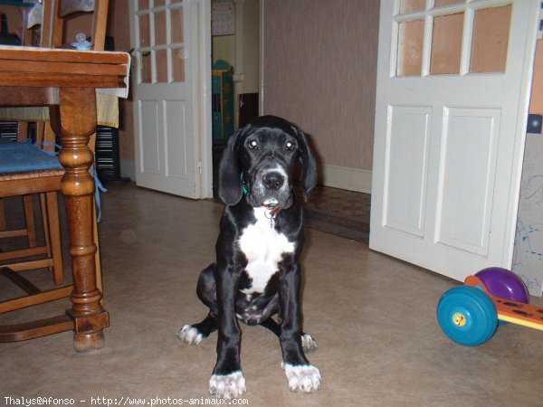 Photo de Dogue allemand