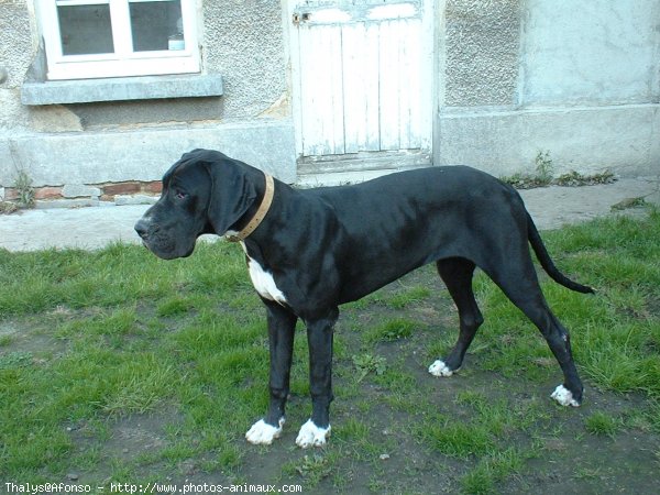 Photo de Dogue allemand