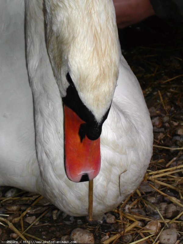 Photo de Cygne