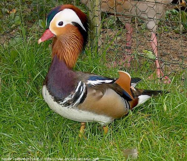 Photo de Canard