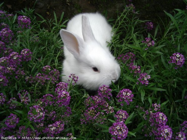 Photo de Lapin