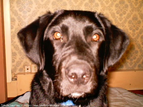 Photo de Labrador retriever