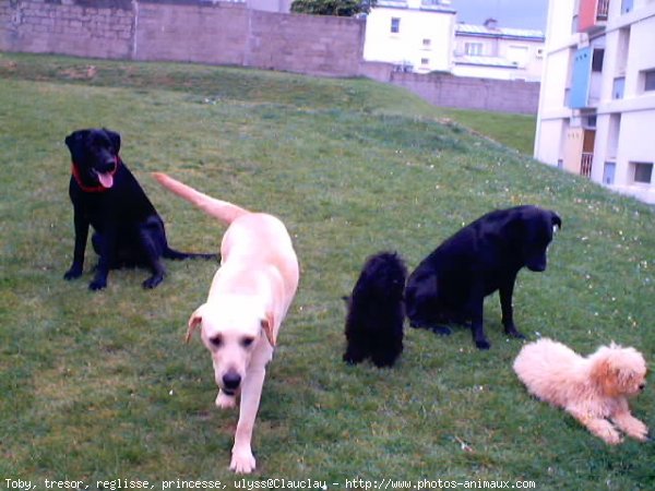 Photo de Labrador retriever