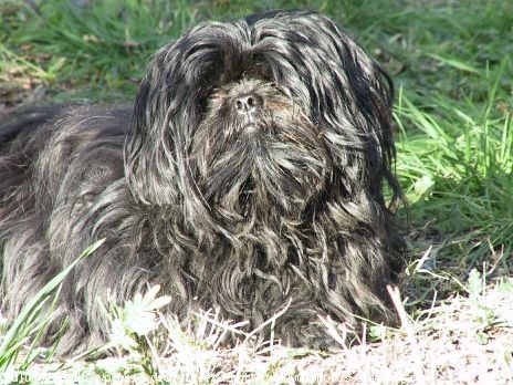 Photo de Lhassa apso