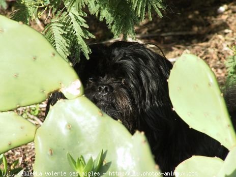 Photo de Lhassa apso