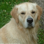 Photo de Golden retriever