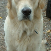 Photo de Golden retriever