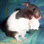 Photo de Hamster