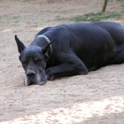 Photo de Dogue allemand