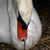 Photo de Cygne