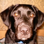 Photo de Labrador retriever