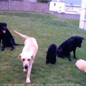 Photo de Labrador retriever