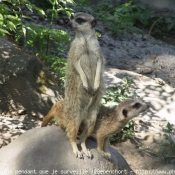 Photo de Suricate