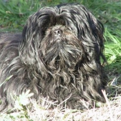 Photo de Lhassa apso