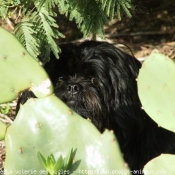 Photo de Lhassa apso