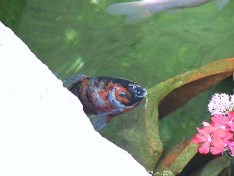 Photo de Poissons rouges