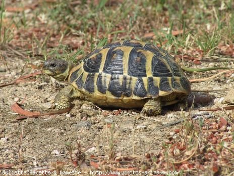 Photo de Tortue