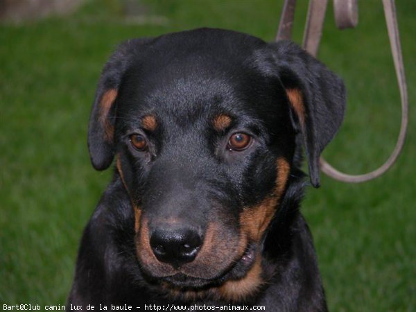 Photo de Rottweiler